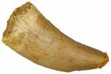 Serrated, Theropod (Deltadromeus?) Pre-Max Tooth - Morocco #341242-1